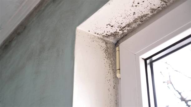 Best Professional Mold Removal  in Lake Wildwood, CA