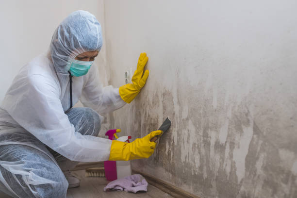 Best Black Mold Removal  in Lake Wildwood, CA