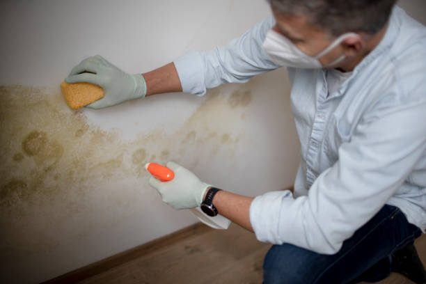 Best Fast Mold Removal  in Lake Wildwood, CA