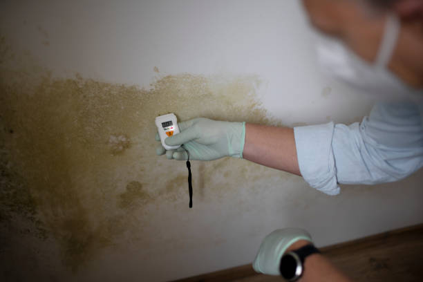 Best Certified Mold Removal  in Lake Wildwood, CA