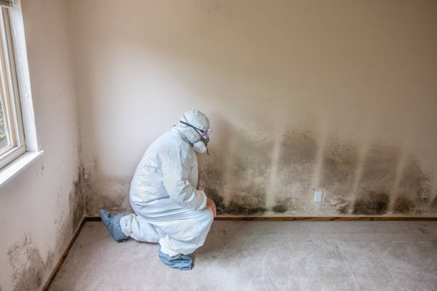 Best Commercial Mold Removal  in Lake Wildwood, CA