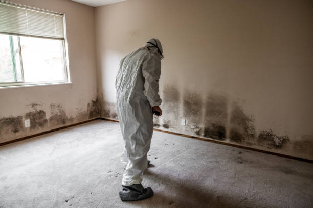 Best Best Mold Removal Companies  in Lake Wildwood, CA
