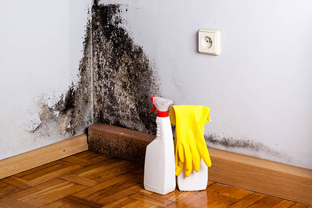 Best Mold Testing  in Lake Wildwood, CA