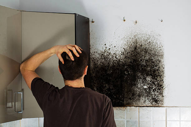 Best Emergency Mold Removal  in Lake Wildwood, CA