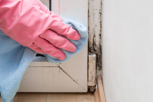Best Mold Cleaning Services  in Lake Wildwood, CA