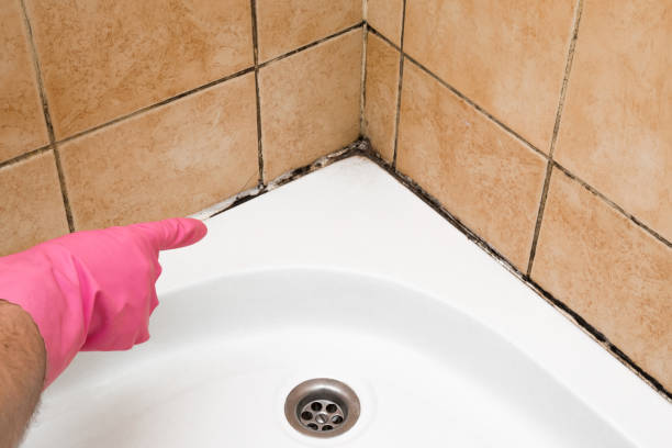 Best Mold Remediation  in Lake Wildwood, CA